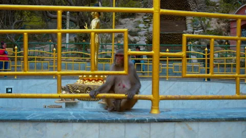 Red-Faced Monkey at Buddhist Temple (Swayambhunath Stupa) Kathmandu Nepal Asia Stock Footage 168598726