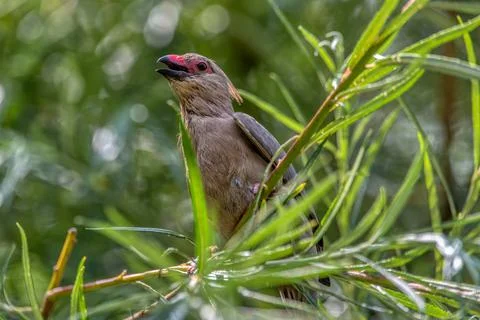 A red-faced mouse bird sits on a branch in the park Stock Photos