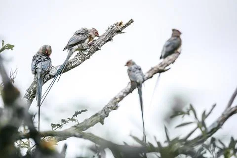 Red faced Mousebird Red faced Mousebird in Greater Kruger National park, So.. Stock Photos