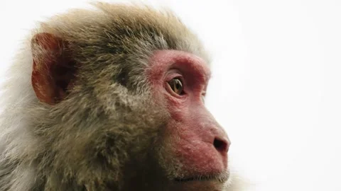 Red-Faced Rhesus Macaque Portrait in Zhangjiajie Stock Footage 346799159