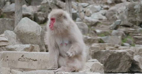 Red faced snow monkey scratches itself as the snow falls Stock-Footage 108204047
