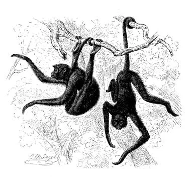 Red faced spider monkey Ateles paniscus a primate species from the spider Stock Illustration