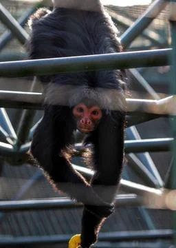 Red-faced Spider Monkey (Ateles paniscus) in South America Stock Photos
