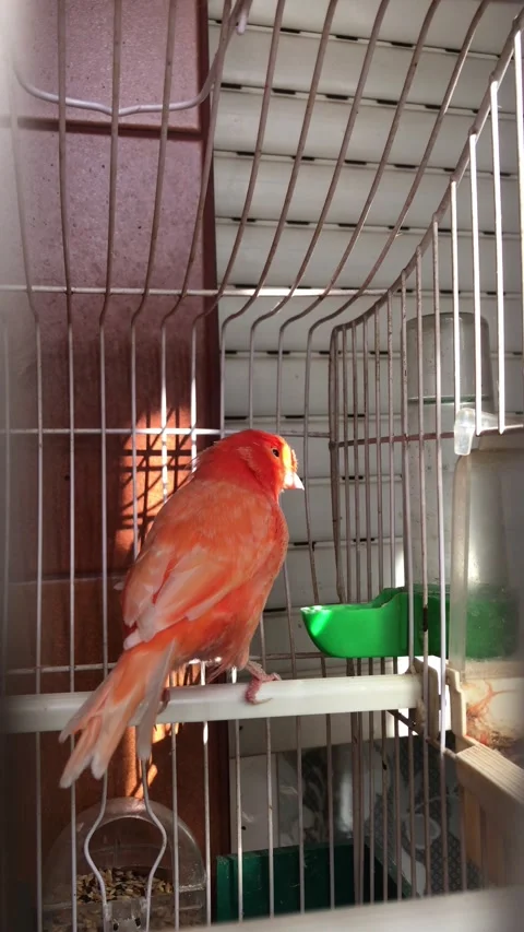 Red factor canary bird perching inside a cage Stock-Footage 321279653