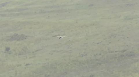 Red Falcon hovering looking for prey 스톡 동영상 43868826