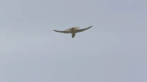 Red falcon hunting Stock Footage 43870455