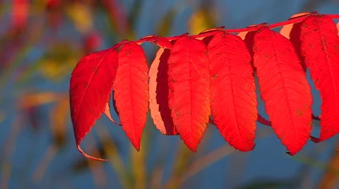 Red Fall Autum Leaves Stock Footage 47970896