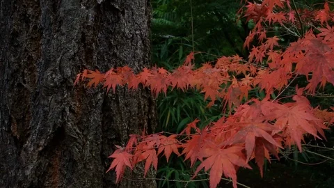 Red Fall Color Leaves Stock Footage 105080974
