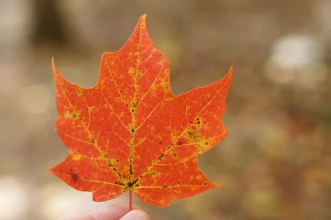 Red fall color sugar maple leaf held up in fingertips Foto stock