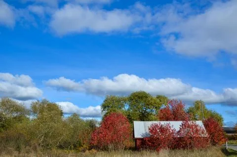 Red fall colors Stock Photos