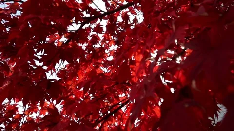 Red Fall Foliage 1 Stock Footage 75014338