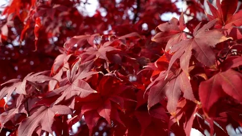 Red Fall Foliage 2 Stock Footage 75014318