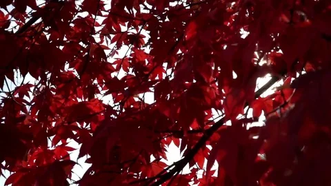 Red Fall Foliage 3 Stock Footage 75014190