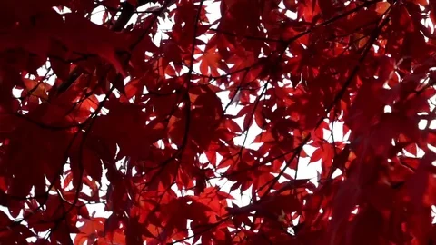 Red Fall Foliage 4 Stock Footage 75014353