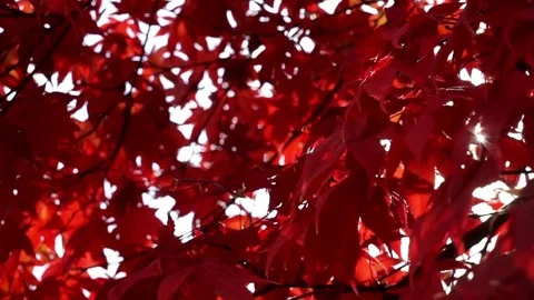 Red Fall Foliage 5 Stock Footage 75014315