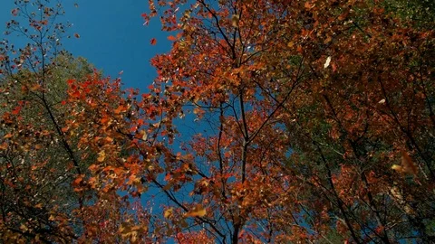 Red fall foliage falling off in autumn forest on sunny day. 스톡 동영상 97152239