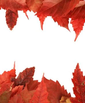 Red fall leaf border Stock Photos