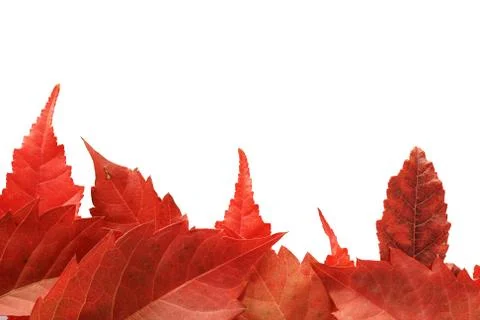 Red fall leaf border Stock Photos