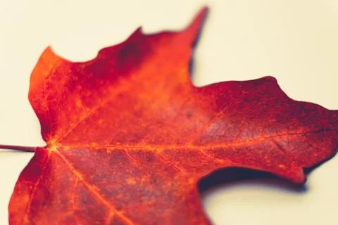 Red fall leaf midrid vein macro background. Stock Photos