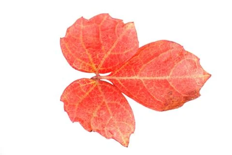 Red fall leaf Stock Photos