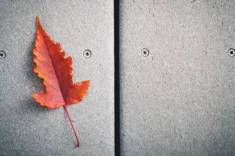 Red fall leaf Stock Photos