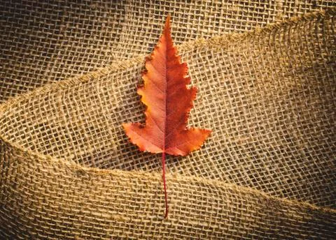 Red fall leaf Stock Photos