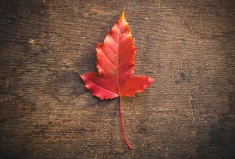 Red fall leaf Stock Photos