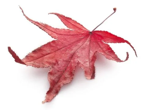 Red fall leaf Foto stock