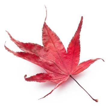 Red fall leaf Stock Photos