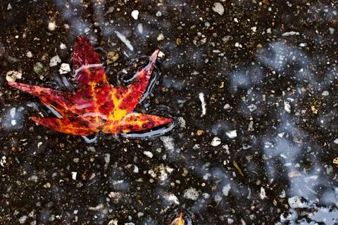 Red Fall Leaf in Puddle Stock Photos