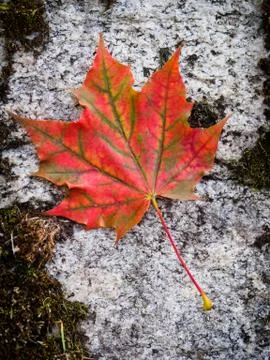 Red fall leaf on rock Stock Photos
