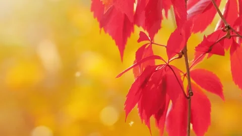 Red fall leaves against bright beautiful blurred golden autumn yellow background Stock Footage 279688075