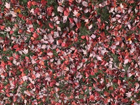 Red Fall leaves Background Foto stock