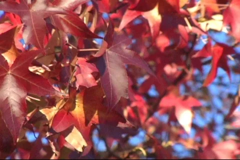Red Fall Leaves Close 1 Video stock 283991
