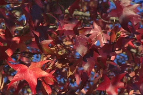 Red Fall Leaves Close 2 Video stock 284000