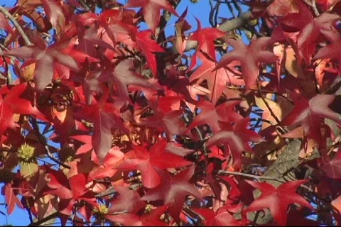 Red Fall Leaves Close 3 Video stock 284024