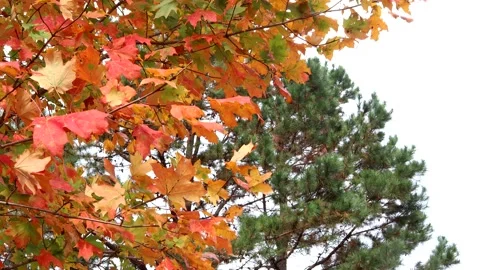Red fall leaves contrast against a pine tree, 4K Stock Footage 158640328
