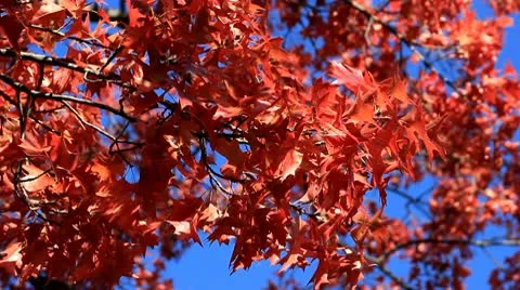 Red Fall Leaves with Deep Blue Autumn Sky Stock Footage 10751295