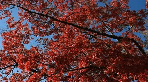 Red Fall Leaves with Deep Blue Autumn Sky Stock Footage 12136948