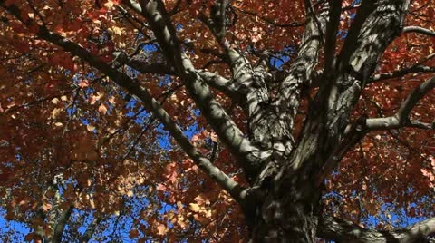 Red Fall Leaves with Deep Blue Autumn Sky Stock Footage 12139967
