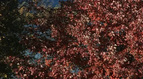 Red Fall Leaves with Distant Background Stock Footage 12139274