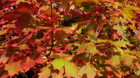 Red Fall Leaves Dolly Shot Stock Footage 8689704