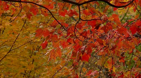 Red Fall Leaves Stock Footage 32477623