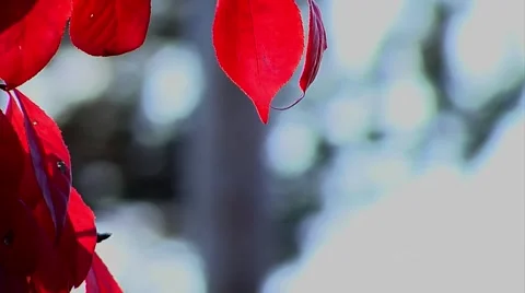 Red fall leaves Video stock 44808601