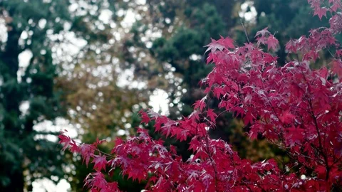 Red Fall leaves Video stock 83188376