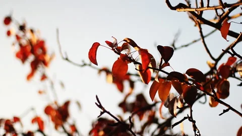 Red Fall Leaves Stock Footage 163171968