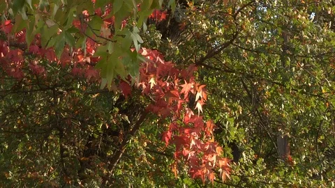Red Fall Leaves in Front of a Green Tree Autumn Nature Video stock 99087771