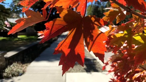 Red Fall Leaves Gently Blowing in the Breeze. Vidéo 97221408
