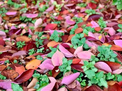 Red fall leaves on the ground background Stock-Fotos
