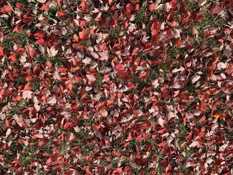 Red fall leaves on the ground Stock Photos